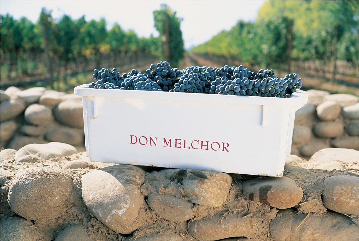 Nyskördade cabernet sauvignon-druvor i en Don Melchor-låda vid en stenmur i vingården