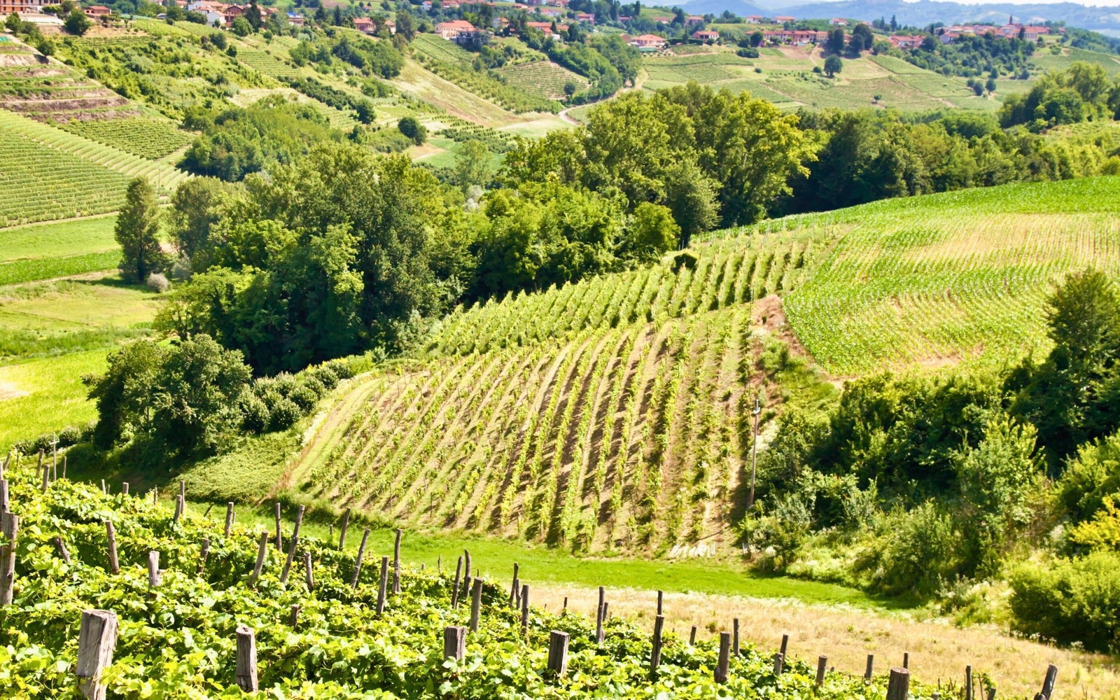 Piedmont: From Roero to the Heart of Barolo