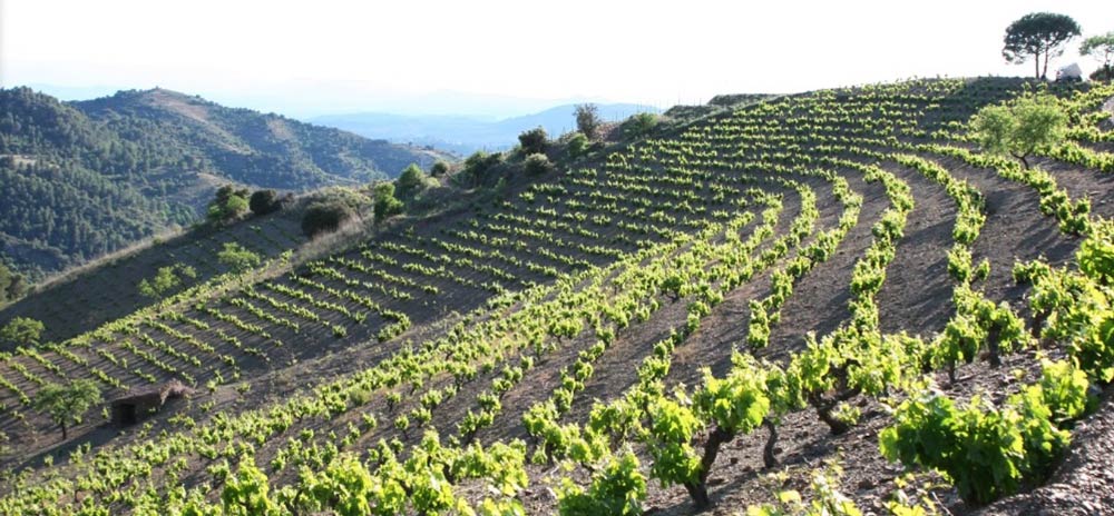 Terroir al Límits vingård i Torroja del Priorat